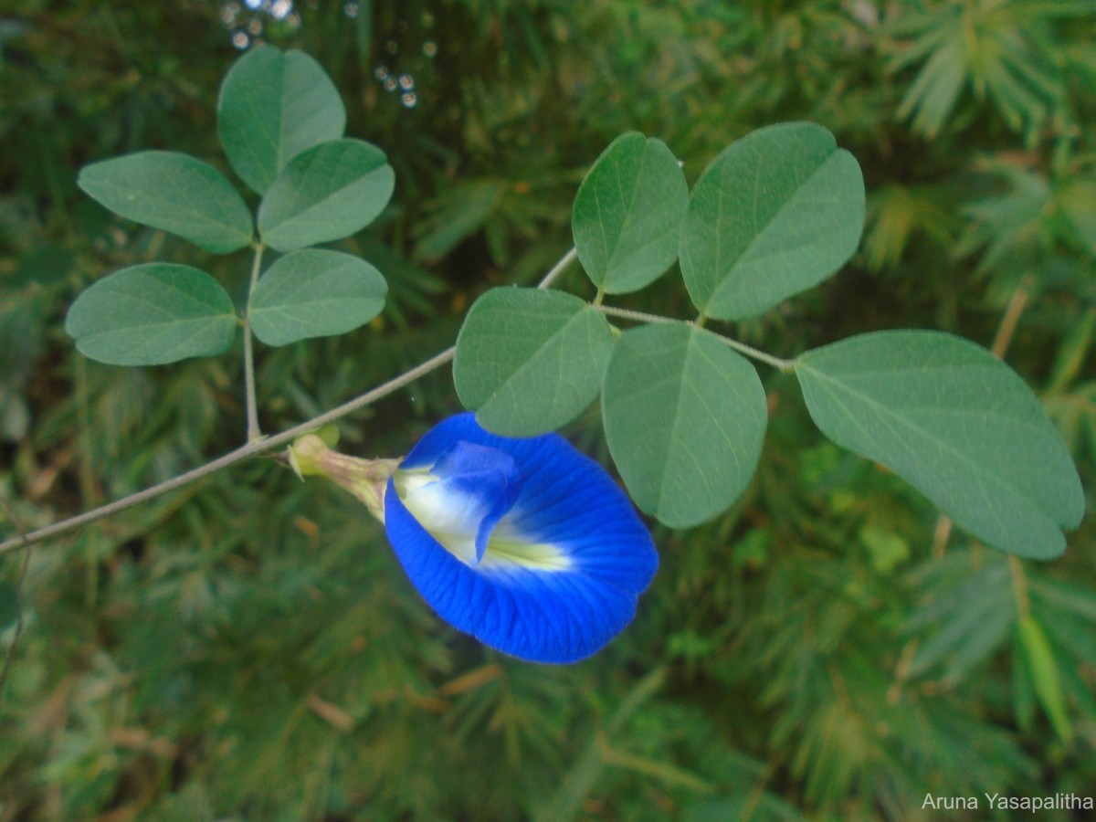 Clitoria ternatea L.